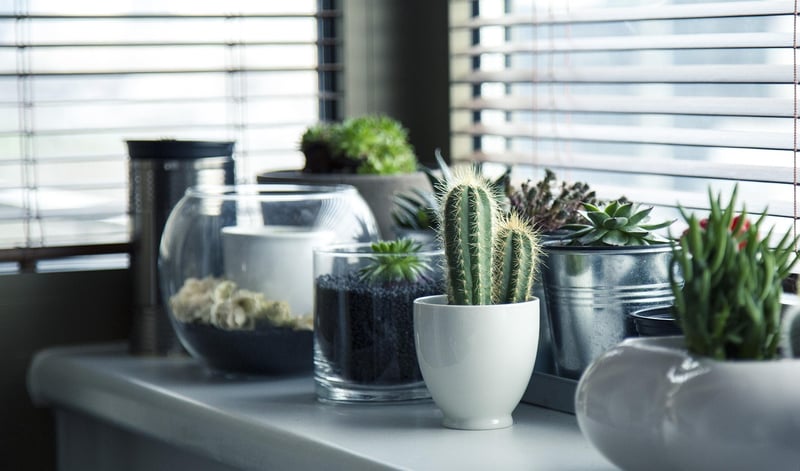 Green plants in pots