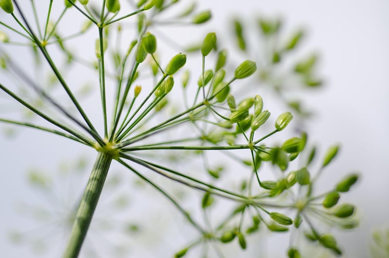 Herbs