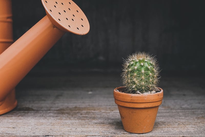 Succulent